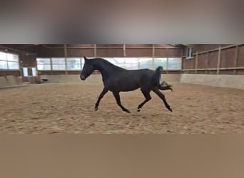 Westphalian, Mare, 3 years, 16,1 hh, Bay-Dark