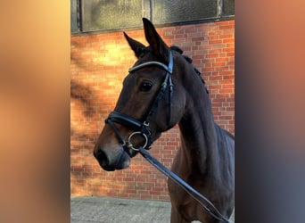 Westphalian, Mare, 3 years, 16,1 hh, Bay-Dark