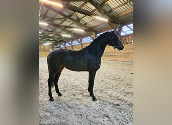 Westphalian, Mare, 3 years, 16,1 hh, Brown