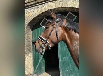 Westphalian, Mare, 3 years, 16.1 hh, Brown