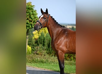 Westphalian, Mare, 3 years, 16,1 hh, Brown