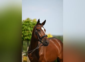 Westphalian, Mare, 3 years, 16.1 hh, Brown