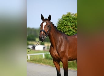 Westphalian, Mare, 3 years, 16.1 hh, Brown