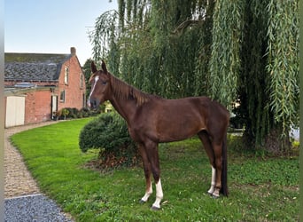 Westphalian, Mare, 3 years, 16.1 hh, Chestnut
