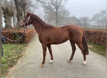 Westphalian, Mare, 3 years, 16,1 hh, Chestnut-Red