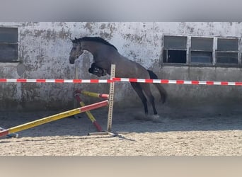 Westphalian, Mare, 3 years, 16.1 hh, Gray
