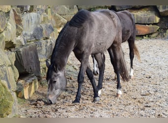 Westphalian, Mare, 3 years, 16.1 hh, Gray