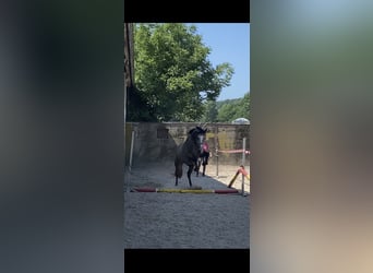 Westphalian, Mare, 3 years, 16.1 hh, Gray