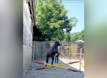 Westphalian, Mare, 3 years, 16.1 hh, Gray