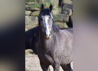 Westphalian, Mare, 3 years, 16.1 hh, Gray