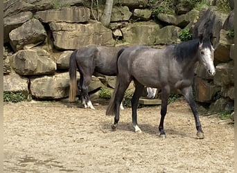 Westphalian, Mare, 3 years, 16.1 hh, Gray