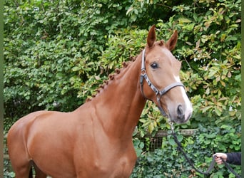 Westphalian, Mare, 3 years, 16,1 hh