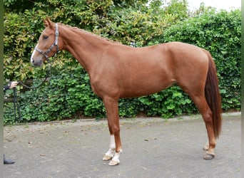 Westphalian, Mare, 3 years, 16,1 hh