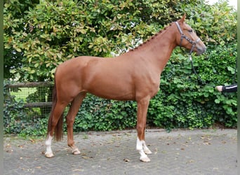 Westphalian, Mare, 3 years, 16,1 hh