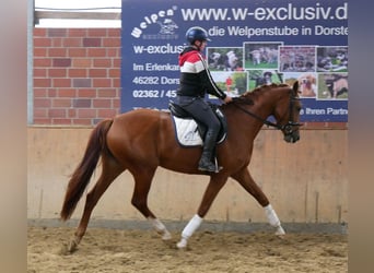 Westphalian, Mare, 3 years, 16,1 hh