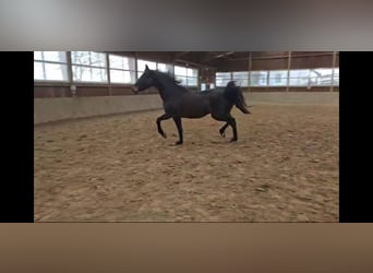 Westphalian, Mare, 3 years, 16,2 hh, Bay-Dark