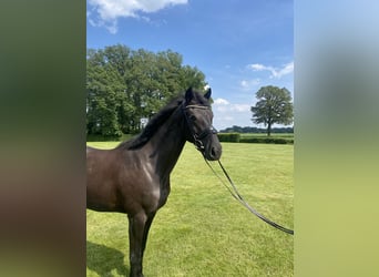 Westphalian, Mare, 3 years, 16,2 hh, Black