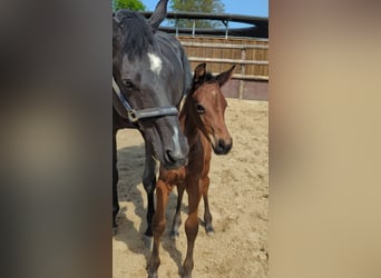 Westphalian, Mare, 3 years, 16.2 hh, Brown