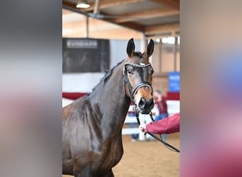 Westphalian, Mare, 3 years, 16.2 hh, Brown