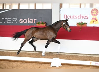 Westphalian, Mare, 3 years, 16.2 hh, Brown