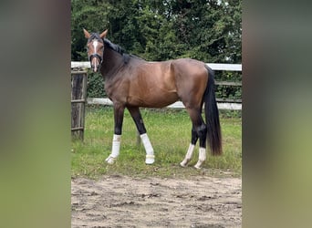 Westphalian, Mare, 3 years, 16.2 hh, Brown