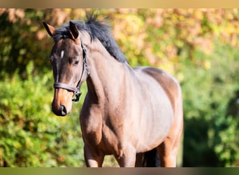 Westfale, Stute, 3 Jahre, 16,2 hh, Brauner