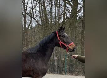 Westphalian, Mare, 3 years, 16,2 hh, Brown