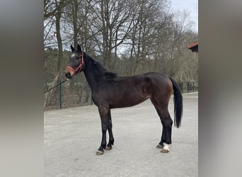 Westphalian, Mare, 3 years, 16,2 hh, Brown