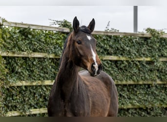 Westphalian, Mare, 3 years, 16.2 hh, Brown