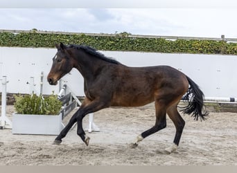 Westphalian, Mare, 3 years, 16.2 hh, Brown
