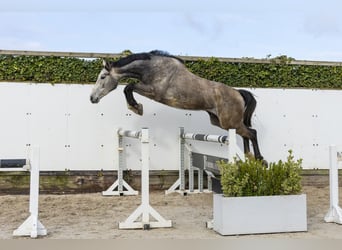 Westphalian, Mare, 3 years, 16.2 hh, Grey