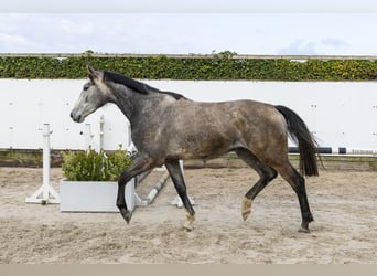 Westphalian, Mare, 3 years, 16.2 hh, Grey