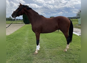 Westphalian, Mare, 3 years, 16,3 hh, Brown