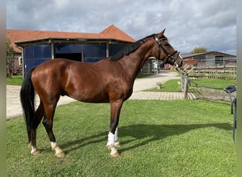 Westphalian, Mare, 3 years, 16,3 hh, Brown