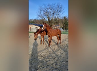 Westphalian, Mare, 3 years, 16,3 hh, Chestnut-Red