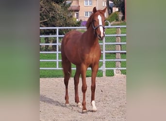 Westphalian, Mare, 3 years, 16,3 hh, Chestnut-Red