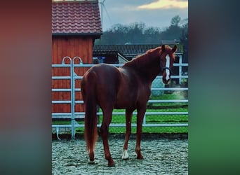 Westphalian, Mare, 3 years, 16,3 hh, Chestnut-Red