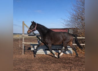 Westphalian, Mare, 3 years, 16 hh, Bay-Dark