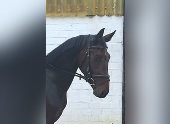 Westphalian, Mare, 3 years, 16 hh, Bay-Dark