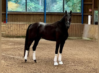 Westphalian, Mare, 3 years, 16 hh, Black