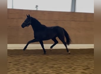 Westphalian, Mare, 3 years, 16 hh, Black