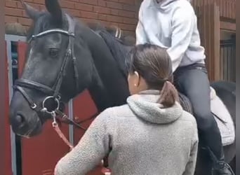 Westphalian, Mare, 3 years, 16 hh, Black