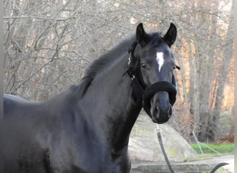 Westphalian, Mare, 3 years, 16 hh, Black