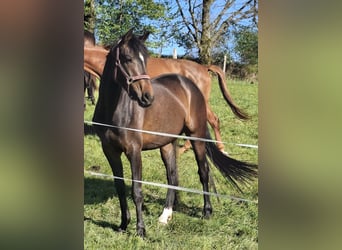 Westphalian, Mare, 3 years, 16 hh, Brown
