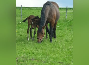 Westphalian, Mare, 3 years, 16 hh, Brown