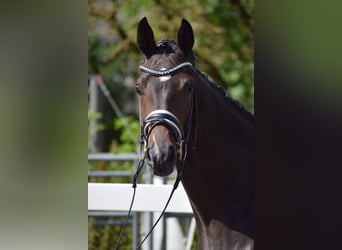 Westphalian, Mare, 3 years, 16 hh, Brown