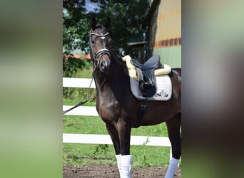 Westphalian, Mare, 3 years, 16 hh, Brown