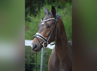 Westphalian, Mare, 3 years, 16 hh, Brown