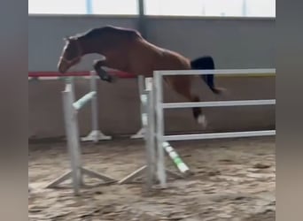 Westphalian, Mare, 3 years, 16 hh, Brown