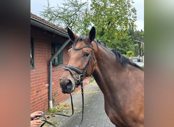 Westphalian, Mare, 3 years, 16 hh, Brown